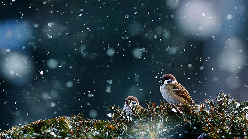 두 마리의 참새가 눈이 내리는 배경에 얼어붙은 나뭇가지에 서 있습니다. HD 월페이퍼