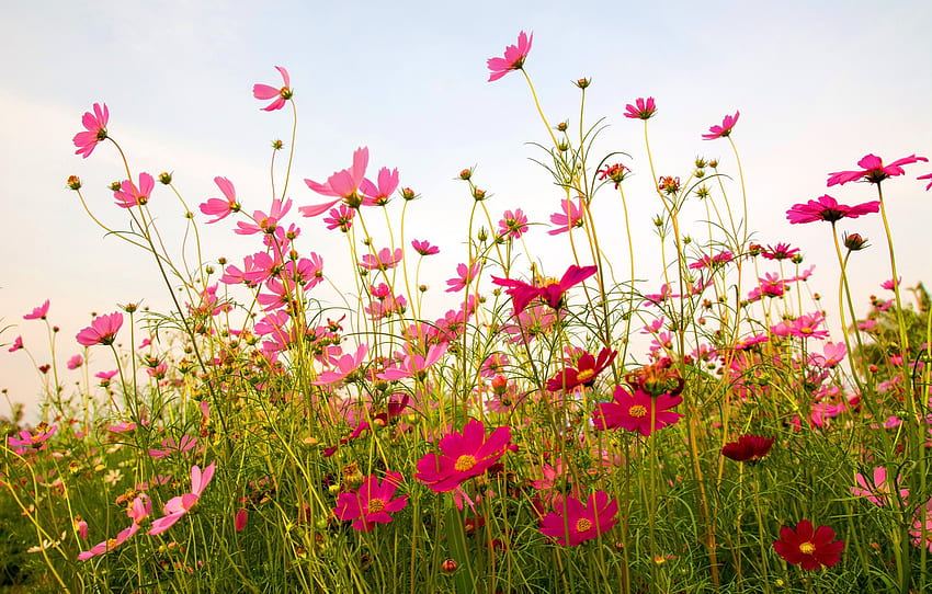 field, summer, flowers, summer, pink, field, pink, flowers, cosmos for , section цветы HD wallpaper