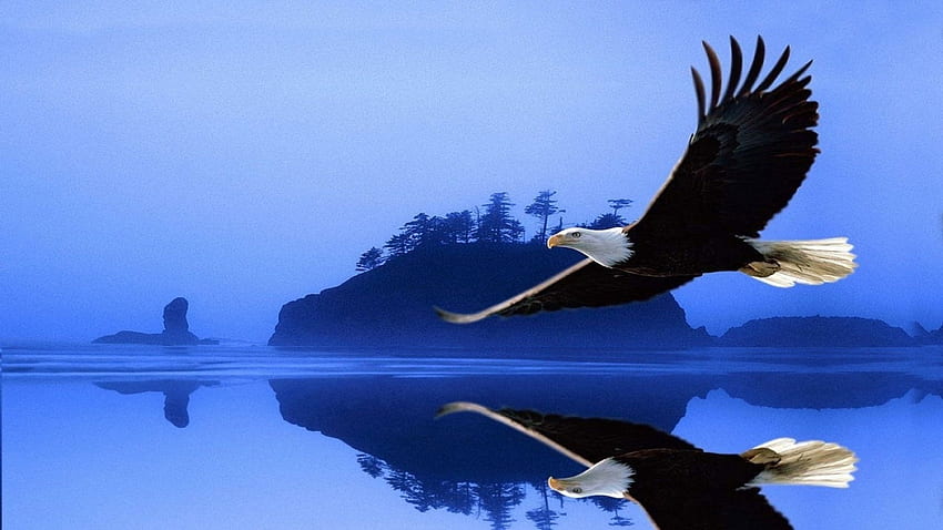 Aquila calva in volo, animale, ali, riflesso, uccello, lago, aquila calva Sfondo HD
