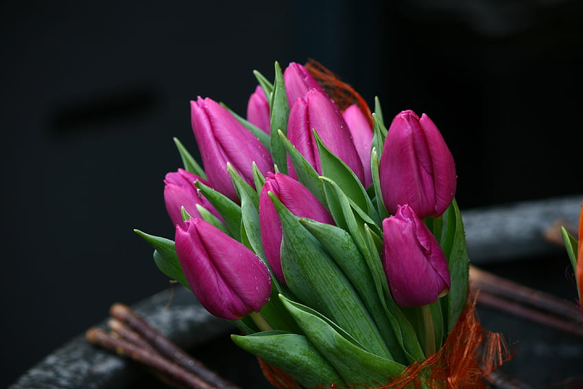 Tulipani, tulipano, bouquet, graphy, elegantemente, bello, bello, viola, grazioso, fiore, fresco, fiori, incantevole, armonia Sfondo HD