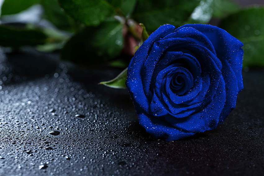 Цветя, капки, роза, роза, пъпка, синя роза HD тапет