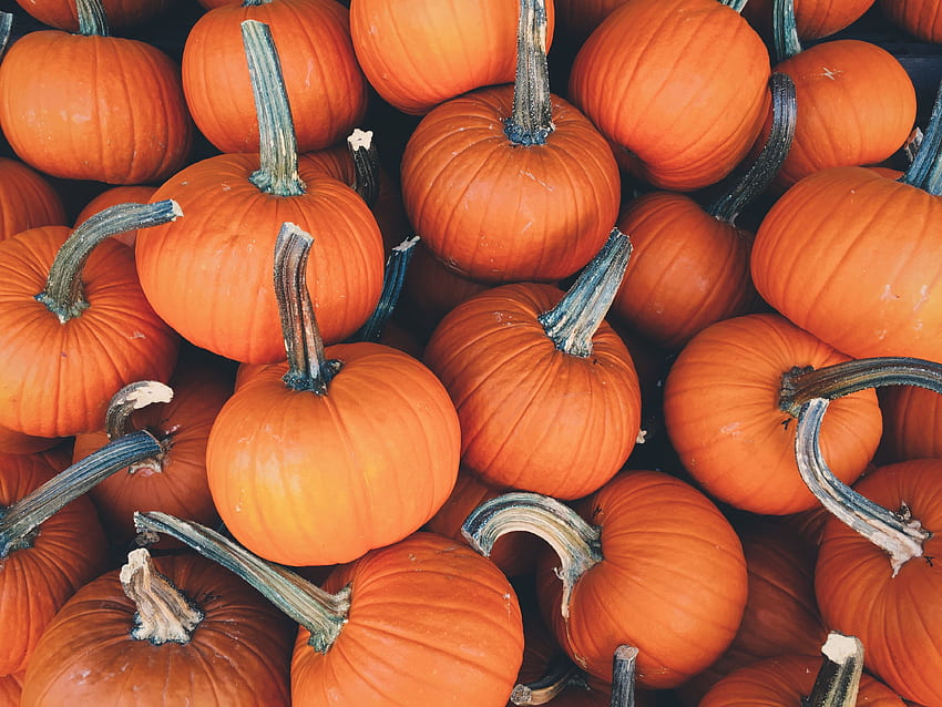 食べ物, 秋, 野菜, かぼちゃ 高画質の壁紙