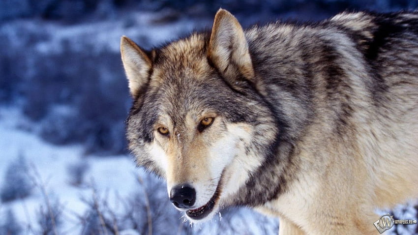 교활한 늑대 Wolfskopf Tiere, 1366 X 768 야생 동물 HD 월페이퍼