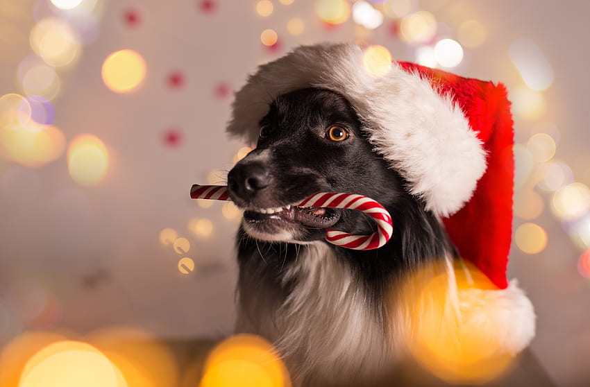 Коледно куче, куче, боке, животно, craciun, сладък, бонбон, кученце, бордър коли, Коледа, червено, смешно, Дядо Коледа, шапка, кейн HD тапет
