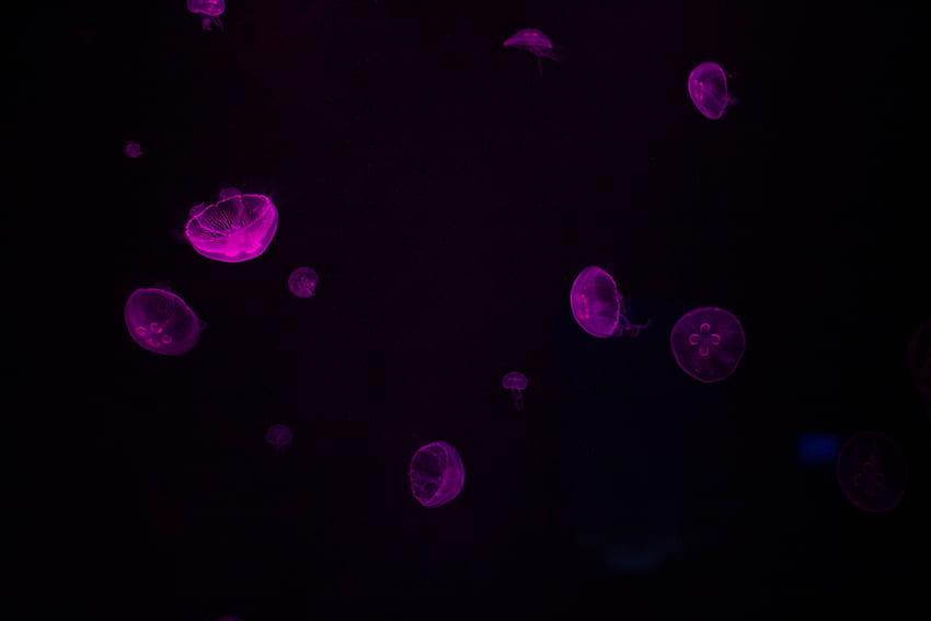 Água-viva, Violeta, Escuro, Brilho, Roxo, Subaquático, Submarino papel de parede HD