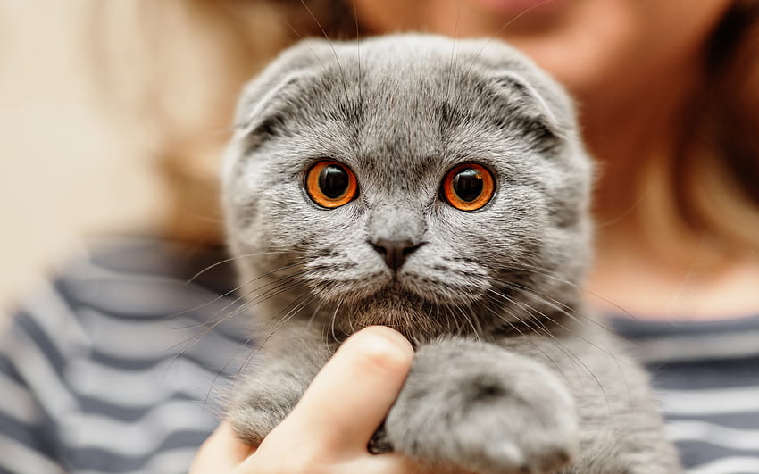 Scottish Fold, funny cat, pets, kitten, gray cat, cats, cute animals, domestic cat, Scottish Fold Cat for with resolution . High Quality HD wallpaper