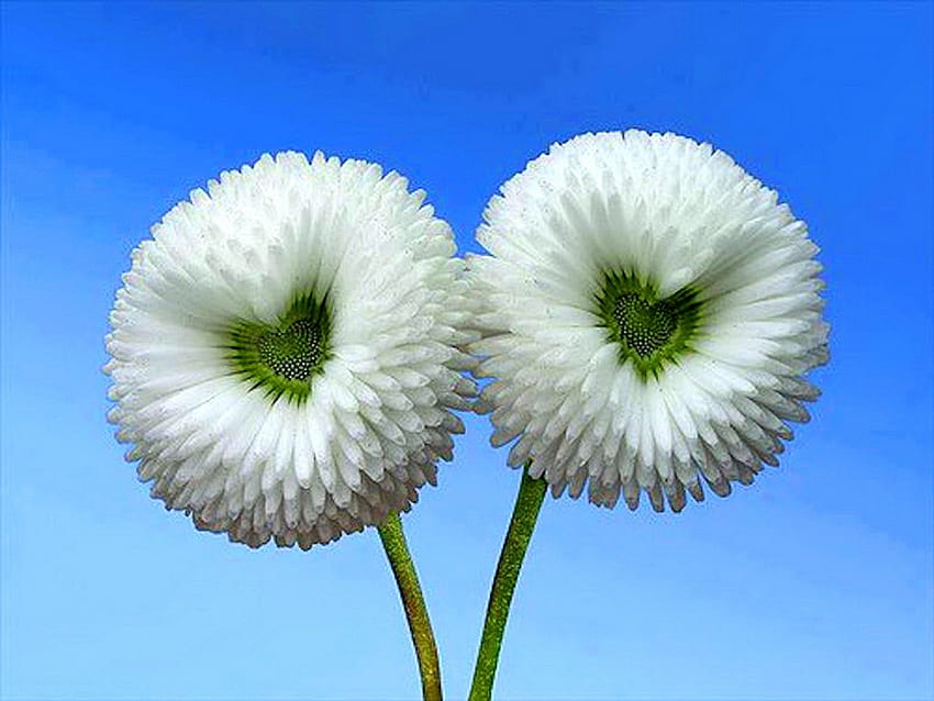 Kwiatowe serca, dwa, kształty, białe, serca, kwiaty Tapeta HD