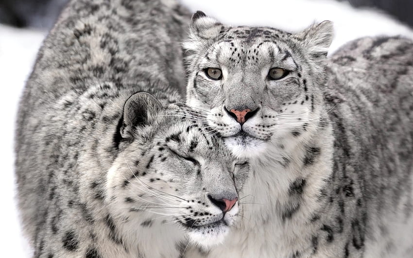 Снежни леопарди, голяма котка, животно, бяло, pisici, двойка, котка, снежен леопард HD тапет
