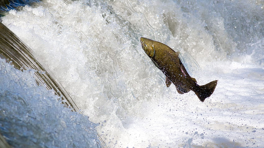 : Salmon jumping over waterfall HD wallpaper