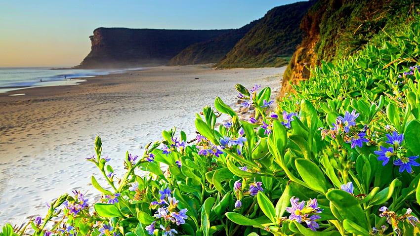 Цветен плаж, крайбрежие, природа, цветя, пролет, плаж HD тапет