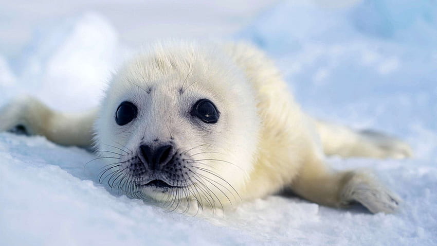 Extraordinary Earth: Here's how harp seal pups rely on ice floes in northwest Atlantic, Baby Harp Seal HD wallpaper