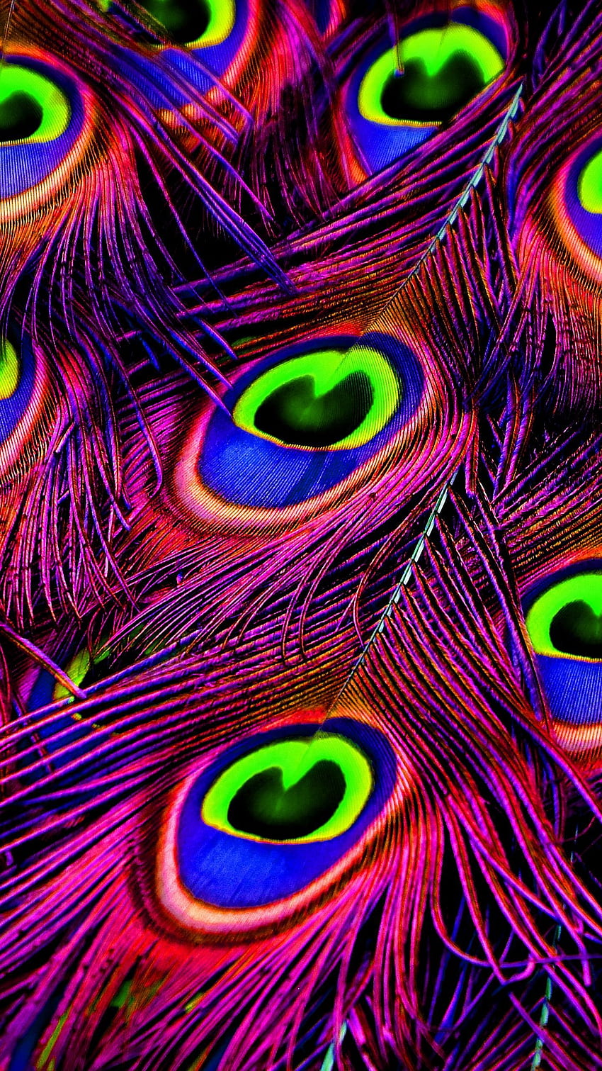 peacock, feathers, bright, hop q samsung galaxy s6, s7, edge, note, lg g4 background, Purple Feather HD phone wallpaper