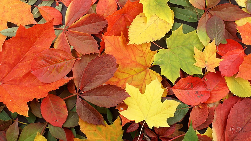 Daun Musim Gugur Cerah, penuh warna, musim gugur, daun, cerah, musim gugur, tema Firefox Persona Wallpaper HD
