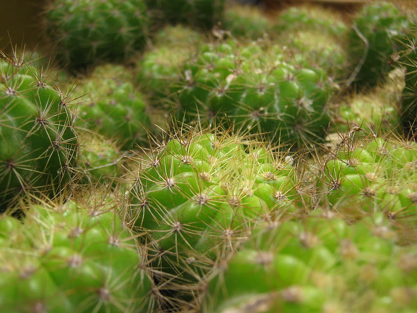 Makro, Nahaufnahme, Kaktus, Dornen, Stacheln, Zimmerpflanze, Zimmerpflanze HD-Hintergrundbild