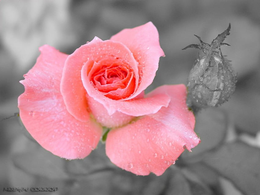 Rose for Elegance (카리스마), 자연, 꽃, 핑크, 장미 HD 월페이퍼