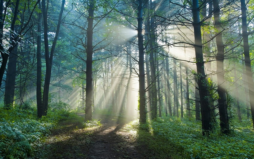 Alba di primo mattino, raggi di sole, alba, foresta, alberi Sfondo HD