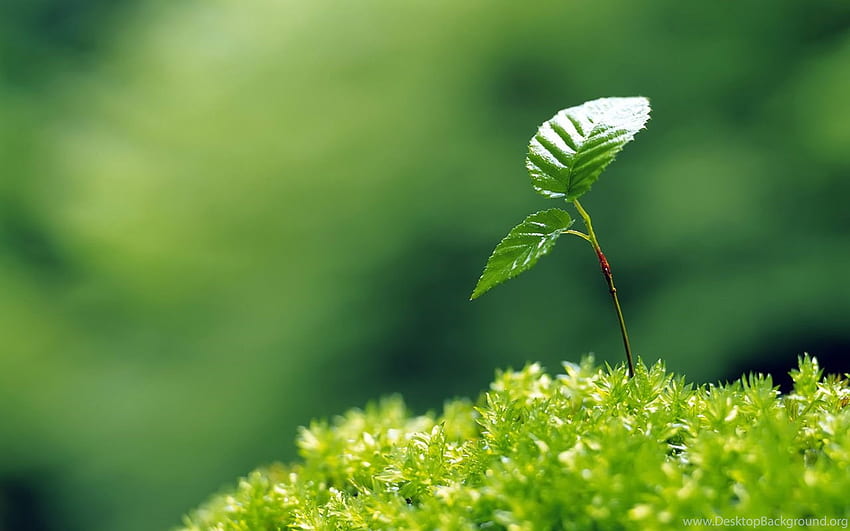Feuchtigkeitsspendende Augenserie: Sprout Leaves 7 － Plant. Hintergrund, Samenkeimung HD-Hintergrundbild