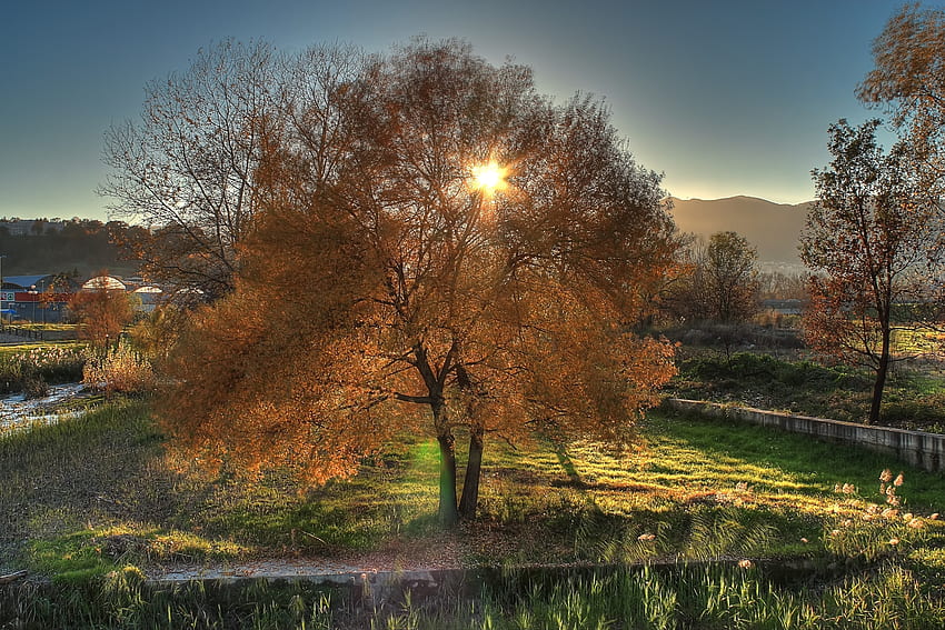 Kraj, Natura, Drzewa, Jesień Tapeta HD