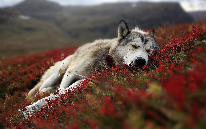 Baby Wolf, Wolf Pup HD wallpaper