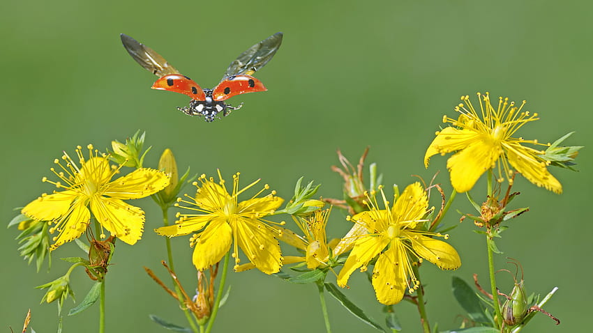 Butterfly landing on flowers, flowers, butterfly, green, yellow HD wallpaper