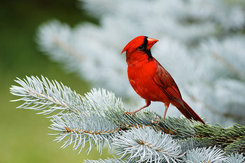 northern cardinal, birds, animals, red, cute, cardinal HD wallpaper