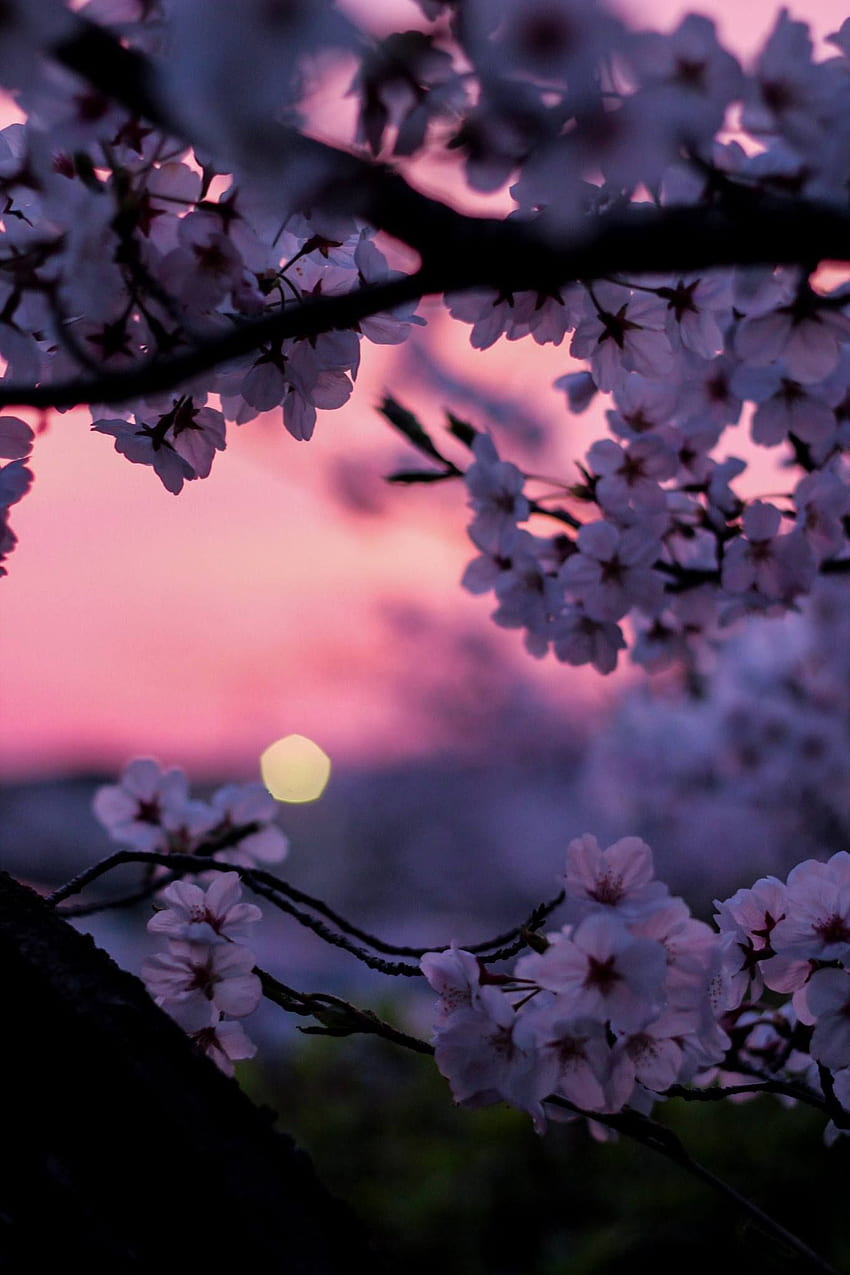 Flores de cerejeira durante o h dourado. Flores. Doğa ğrafçılığı, Soyut manzara, Manzara, Dark Cherry Blossom Papel de parede de celular HD