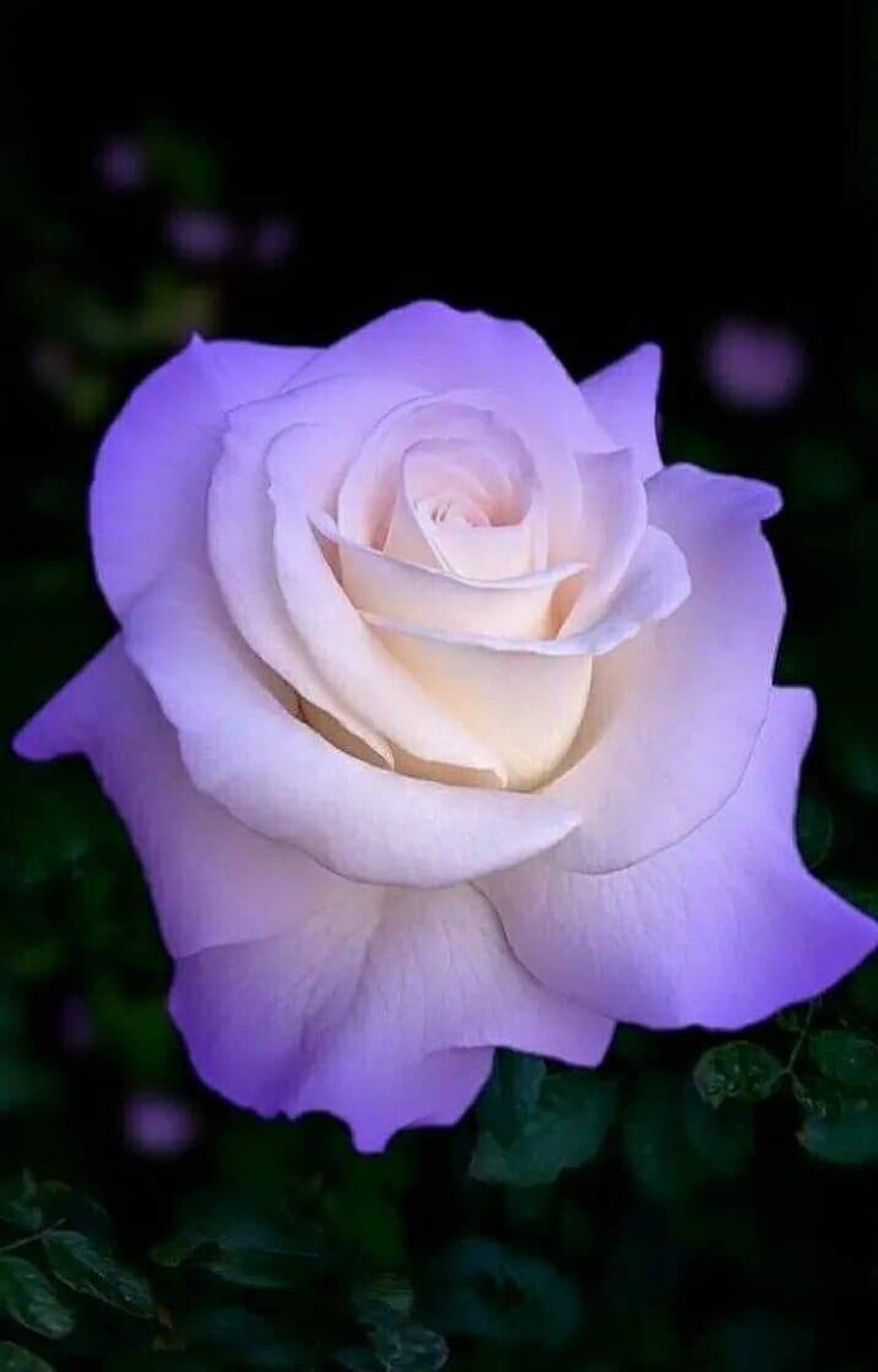 Most Beautiful Rose Flowers Hd