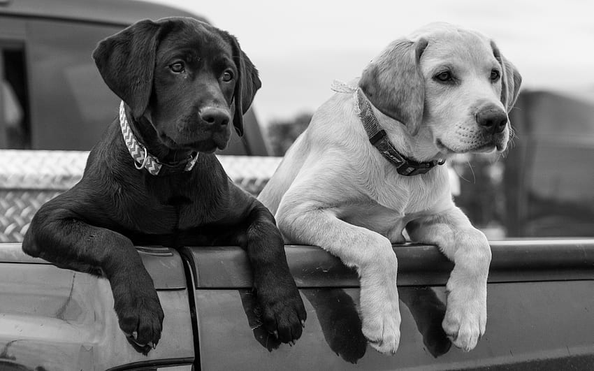 Two Labradors, dogs, puppies, cute, animals HD wallpaper