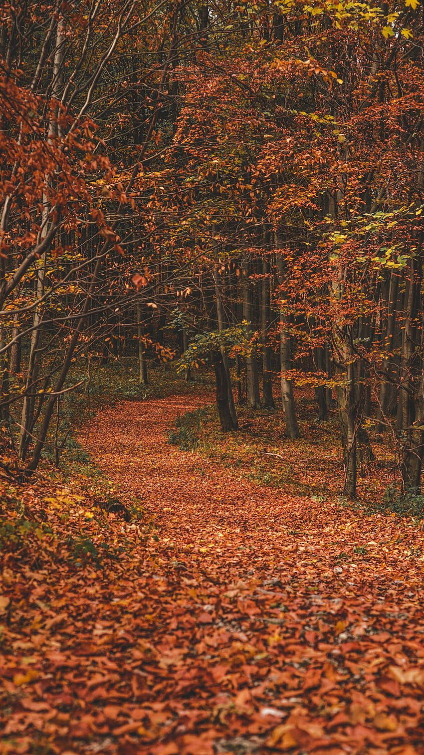 Есен, гора, пътека, листа, паднали, дървета, завъртете Iphone 8 7 6s 6 за паралакс фон HD тапет за телефон
