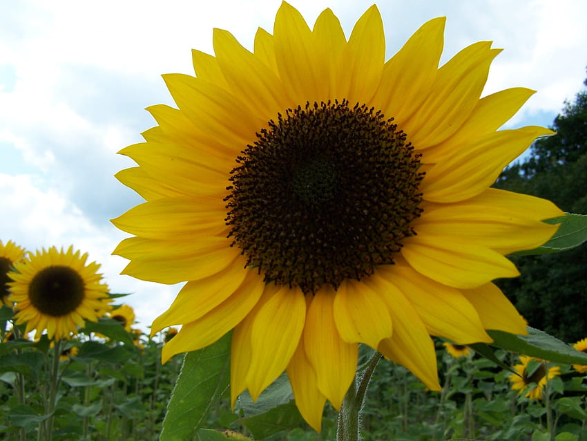 a sunflower in a field, field, yellow, flower, marjoleindol, sunflower HD wallpaper