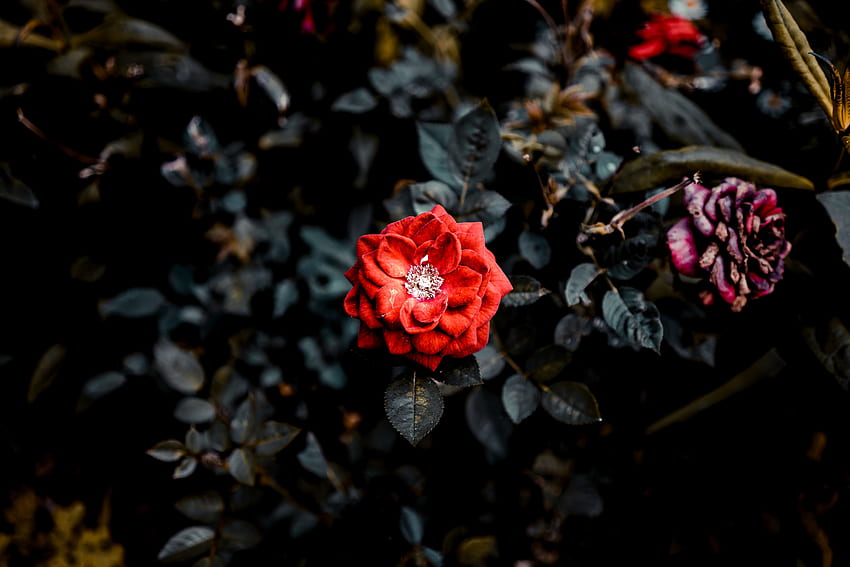 Flores, Bush, Flor Rosa, Rose, Brote, Jardín fondo de pantalla