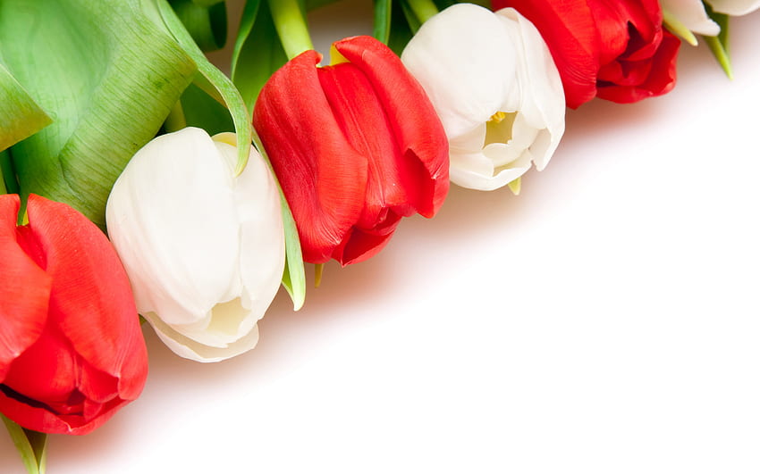 Białe i czerwone tulipany, tulipan, kwiat, czerwień, natura, płatek Tapeta HD