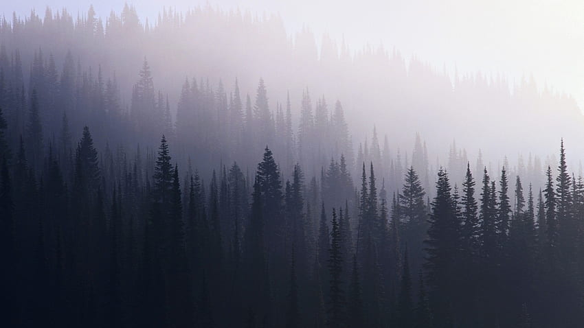Nebliger Wald - Nebeliger Waldhintergrund, neblige Ästhetik HD-Hintergrundbild