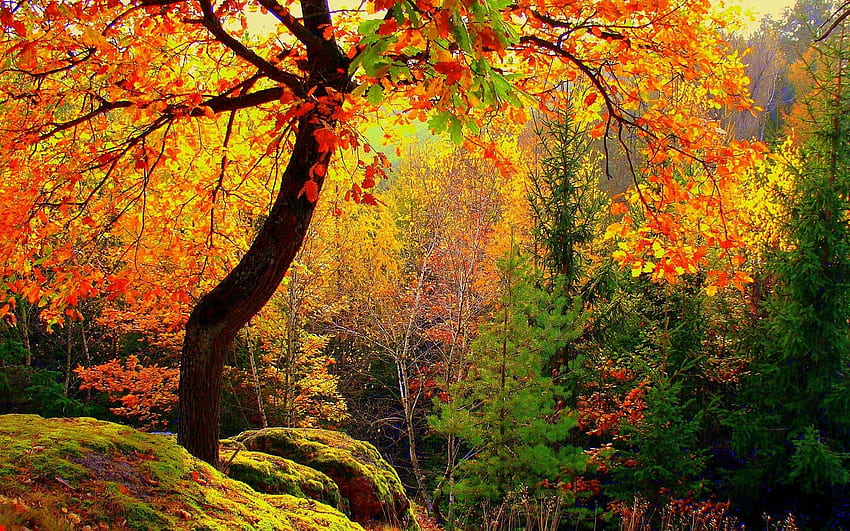 Foresta d'autunno, giallo, alberi, autunno, natura, foresta Sfondo HD
