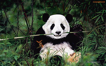 bing panda background