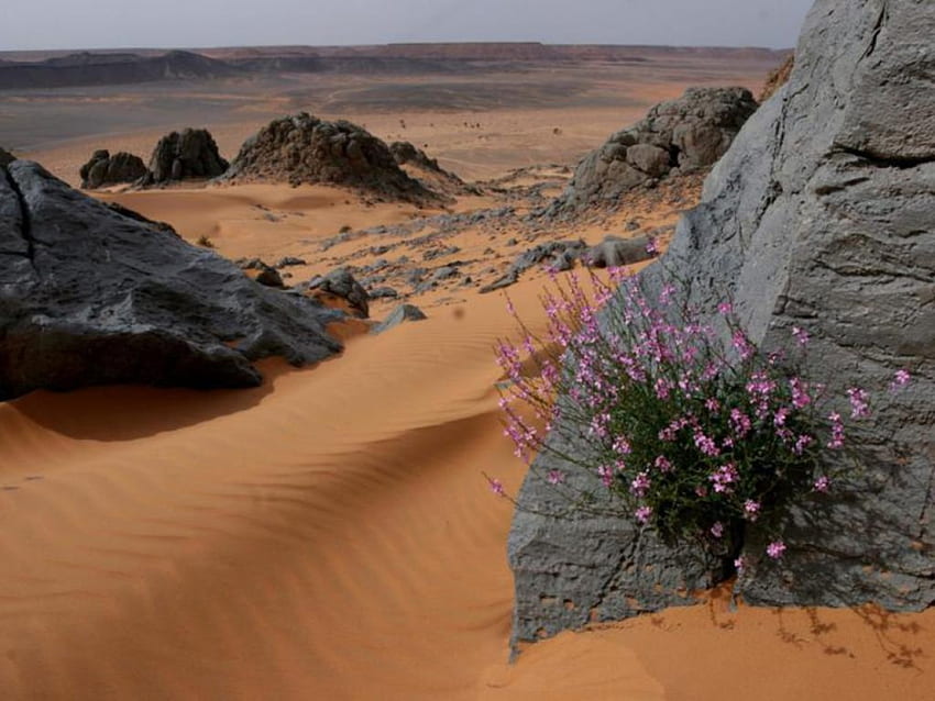 stone flower, desert, sand, life, rocks HD wallpaper