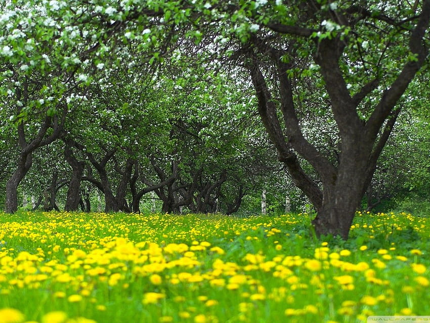 Orchard Spring HD wallpaper