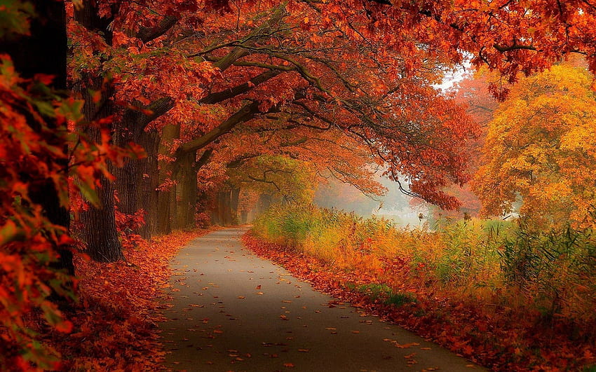 Fall Scenery, Scenic Autumn HD wallpaper | Pxfuel