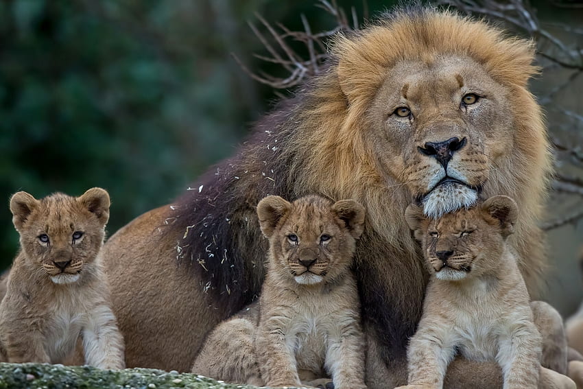 สัตว์ นักล่า หนุ่มสาว สิงโต สิงโตตัวเมีย ครอบครัว ลูก วอลล์เปเปอร์ HD