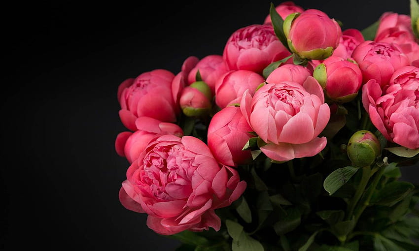 Flower Plants Peonies Red Bud Closed Flowers Black Background 16 9 High Quality For Ultra Tv HD wallpaper