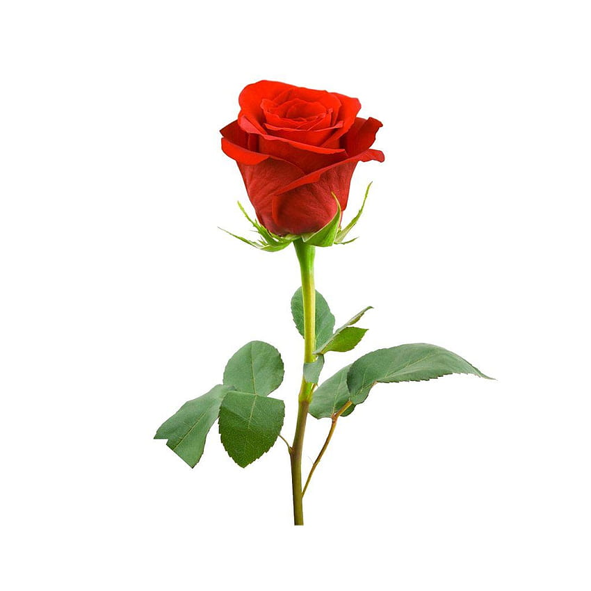 Dreamland GPS 23' 5”N Candle in 2021. Single red rose, Beautiful roses, Hybrid tea roses HD phone wallpaper