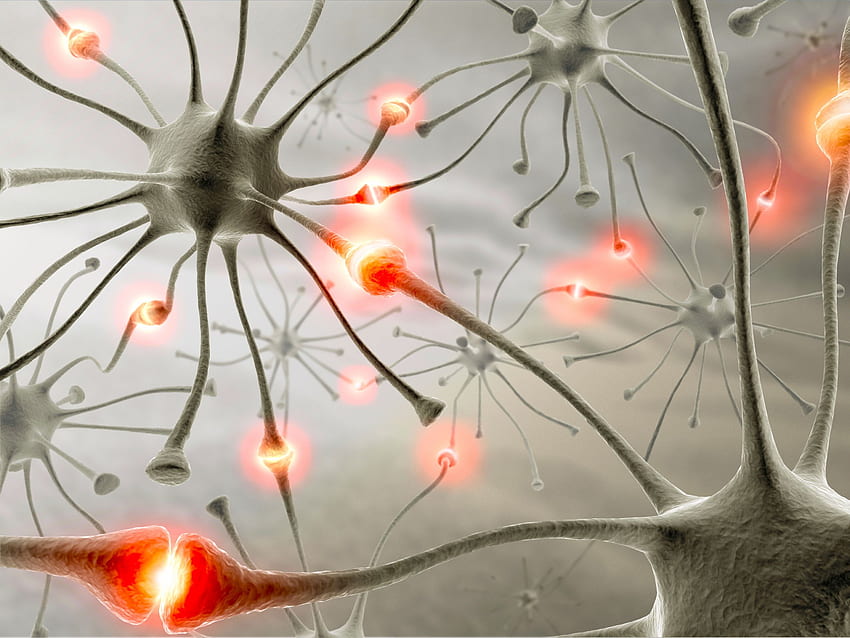 Synapse Neurons : Biological HD wallpaper