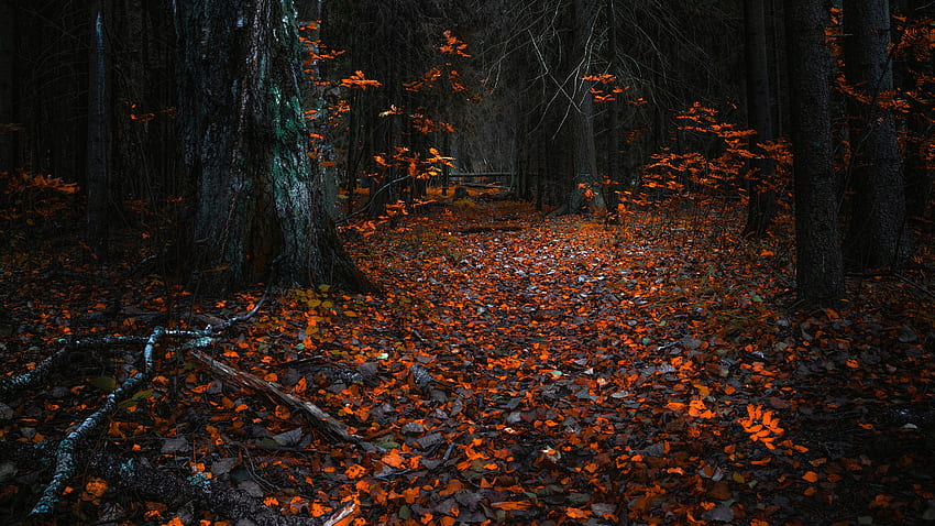 Есен, портокалови листа, гора, природа HD тапет