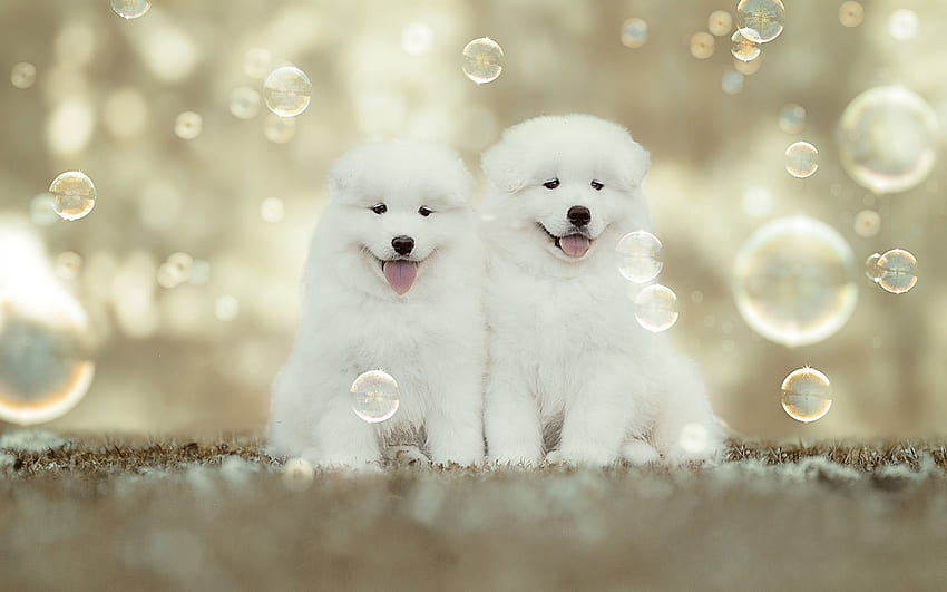 ลูกสุนัข สัตว์ สุนัข ลูกหมา ขาว คู่ น่ารัก ฟอง เคน วอลล์เปเปอร์ HD