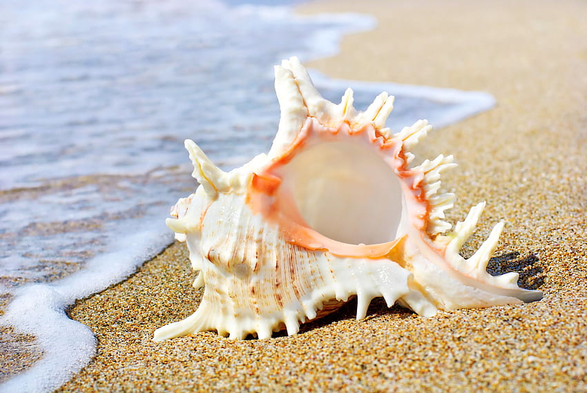 Beaches: Seashell Shell Summer Sea Shells Sand Beach Live HD wallpaper |  Pxfuel