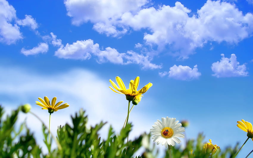 Flowers, Grass, Sky, Clouds, Summer, Camomile, Ladybug, Ladybird, Chamomile HD wallpaper