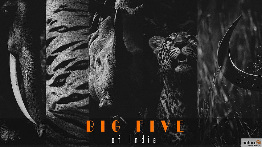 Big Five of India - เวลาที่ดีที่สุดในการเยี่ยมชม อุทยานแห่งชาติอินเดีย สัตว์ป่า วอลล์เปเปอร์ HD