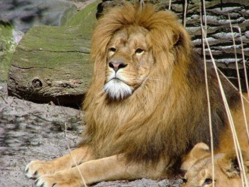 Leo the Lion, animal, lion HD wallpaper