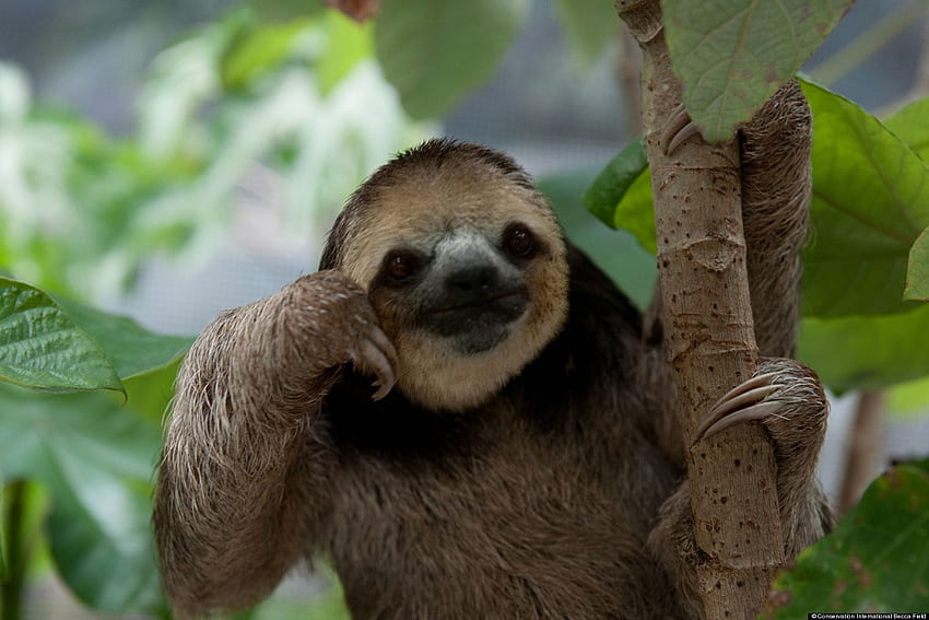 Baby sloth HD wallpapers | Pxfuel