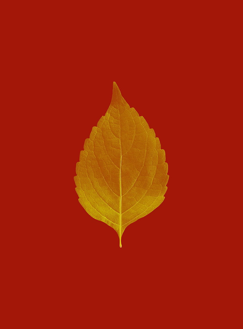 Autumn, Plant, Macro, Sheet, Leaf, Veins HD phone wallpaper